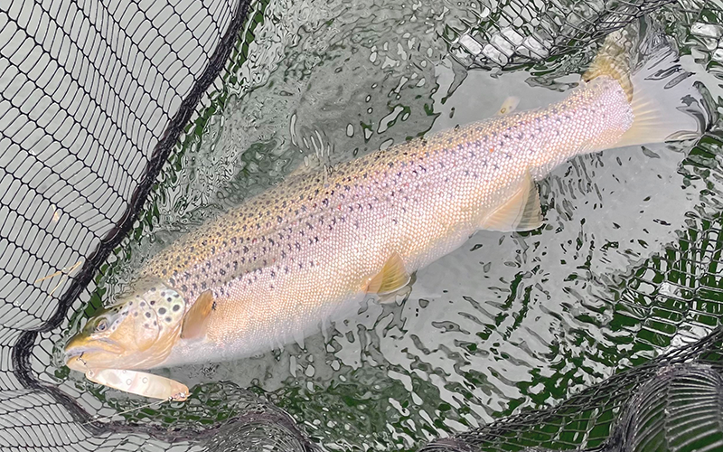 Seeforelle 60+cm Österreich