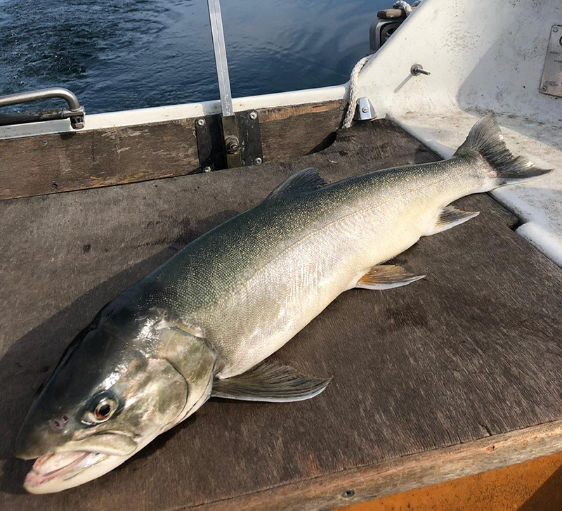 Seesaibling 66cm Neuenburgersee