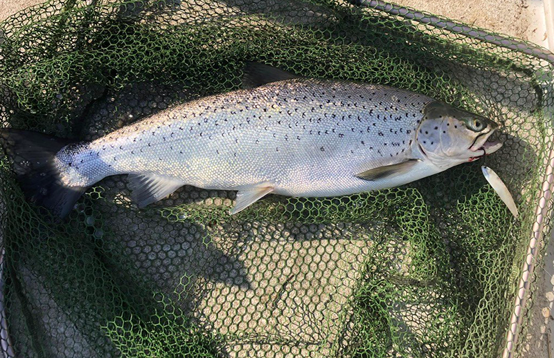 Seeforelle 65cm Neuenburgersee