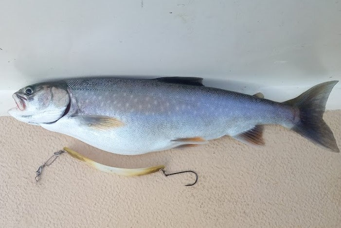 Saibling 45cm Vierwaldstättersee