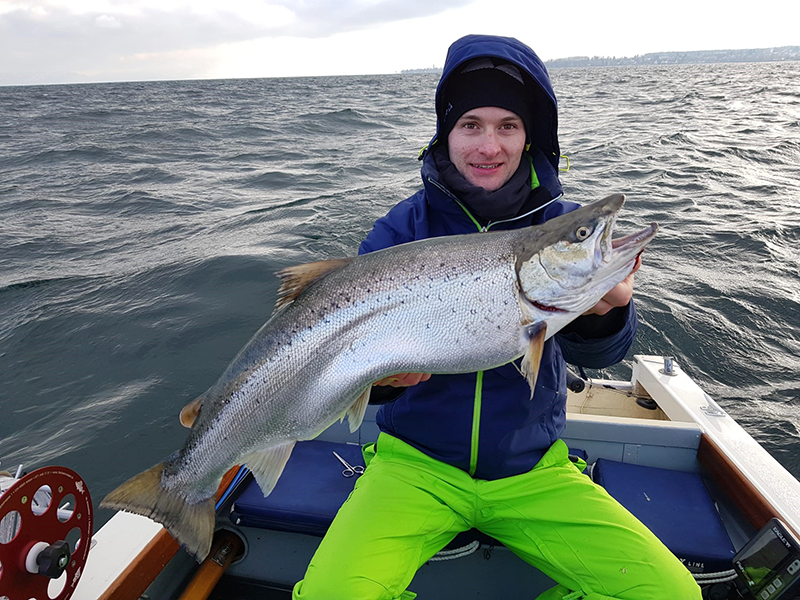 Seeforelle 70cm Bodensee