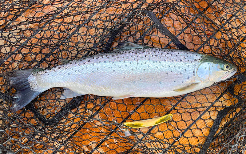 Seeforelle 48cm Zürichsee