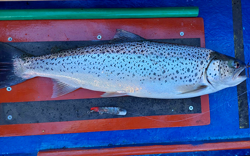 Seeforelle 60cm Zürichsee