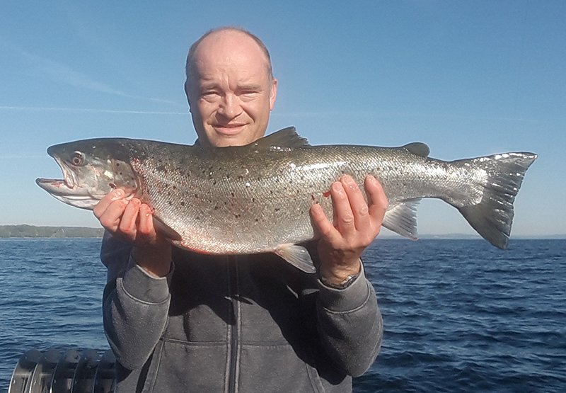 Seeforelle Bodensee 78cm