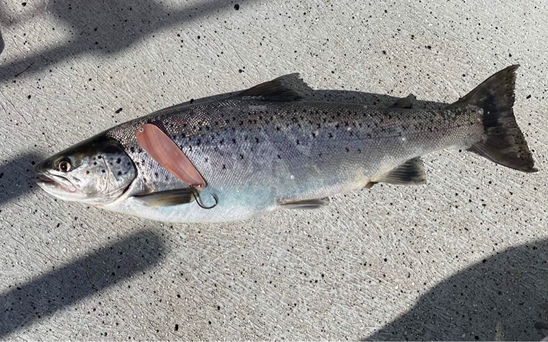 Seeforelle 62cm Bodensee