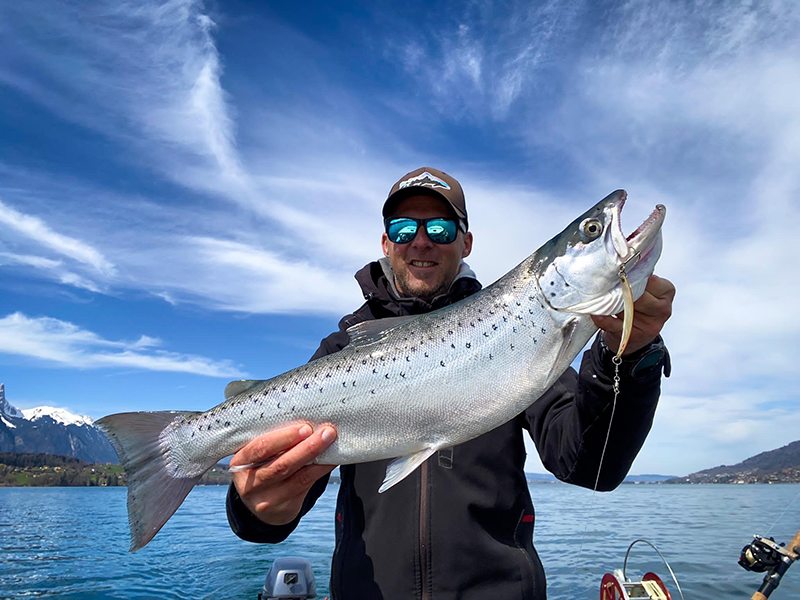 Seeforelle 64cm Thunersee