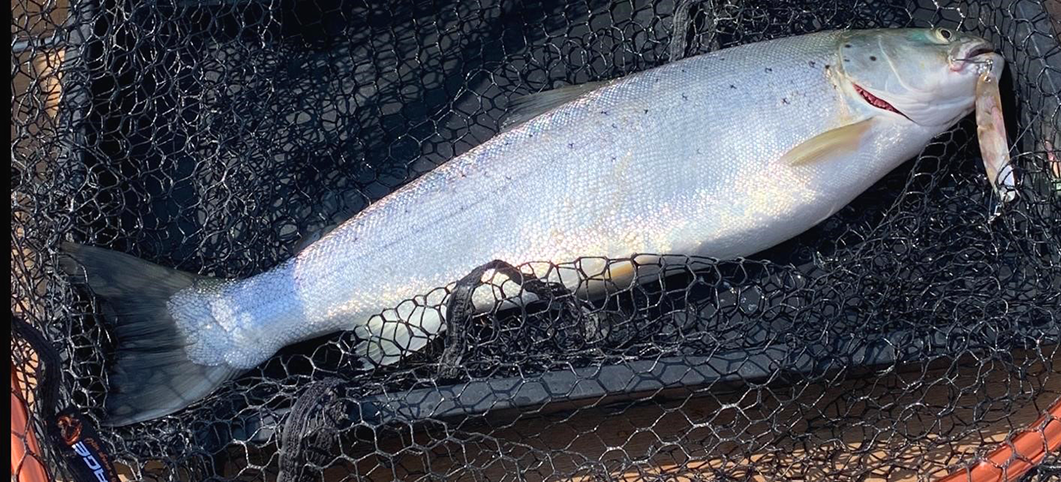 Seeforelle 60cm Bodensee
