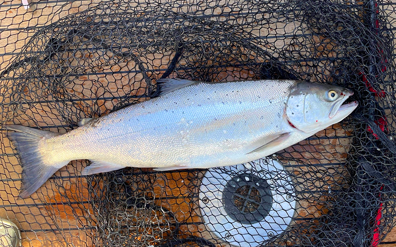 Seeforelle 66cm Zürichsee