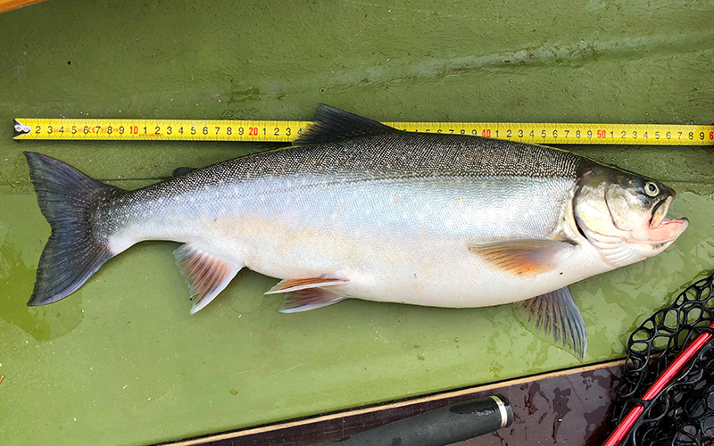 Seesaibling 56cm Lago Maggiore