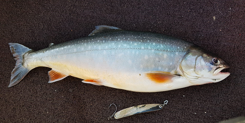 Seesaibling 44cm Luganersee