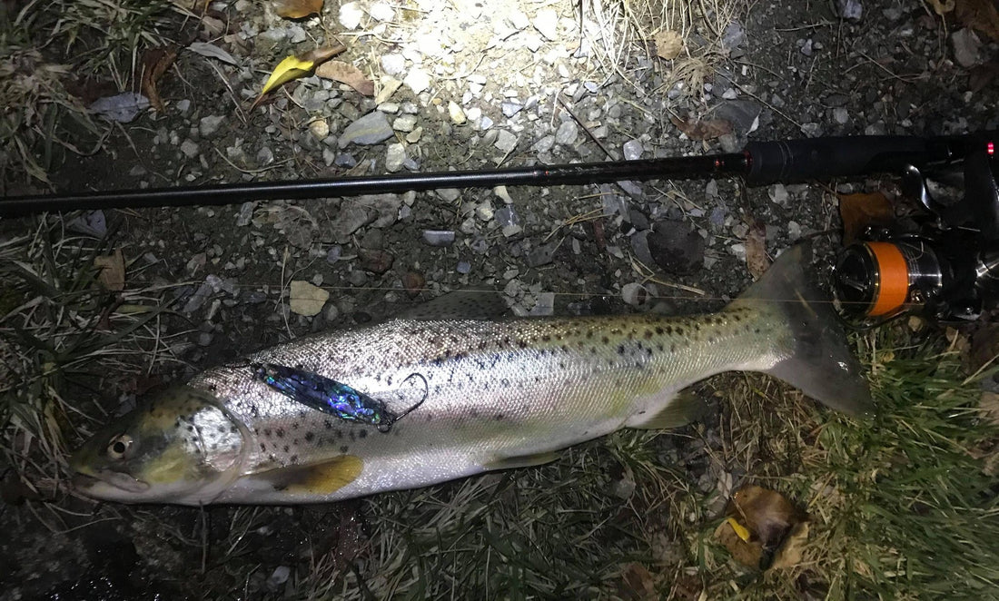 Seeforelle 56cm Berner Oberland Seen
