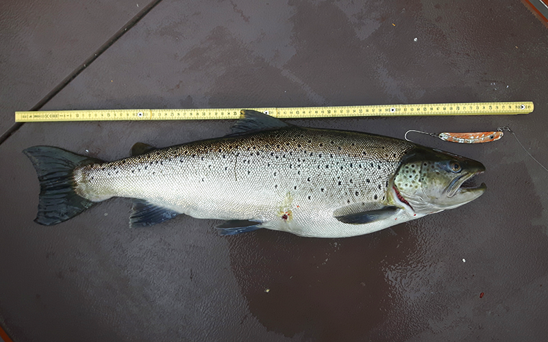 Seeforelle 75cm Bodensee