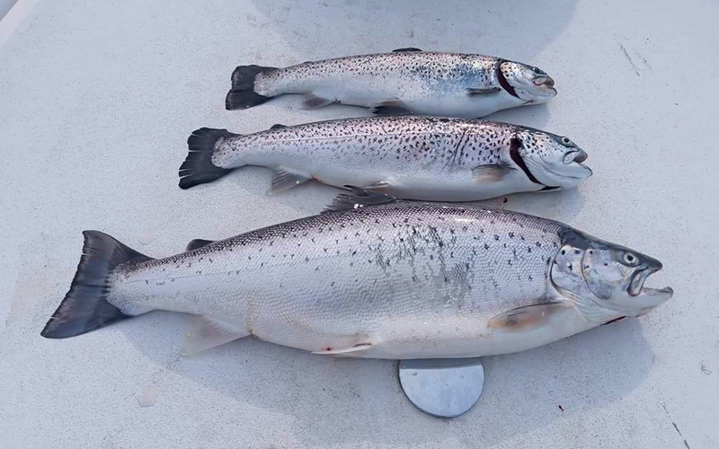 Seeforelle 3,9 kg Gardasee