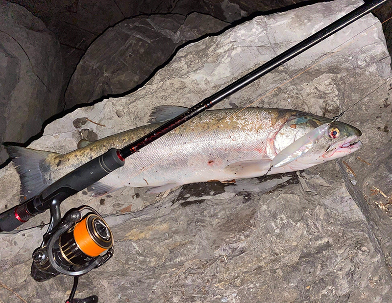 Seeforelle 62cm Berneroberlandseen