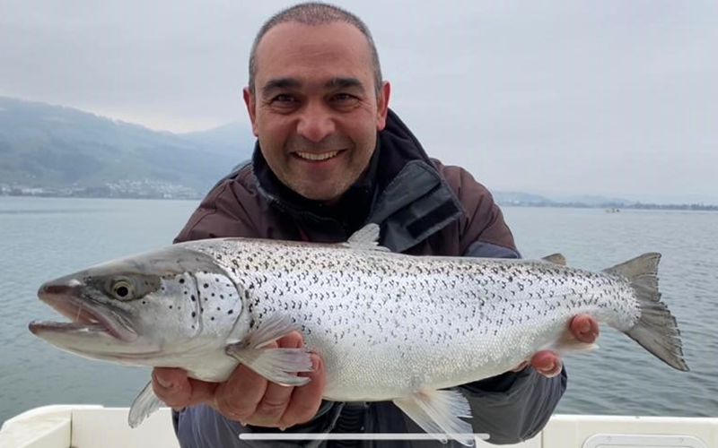 Seeforelle 65 cm Zürichsee