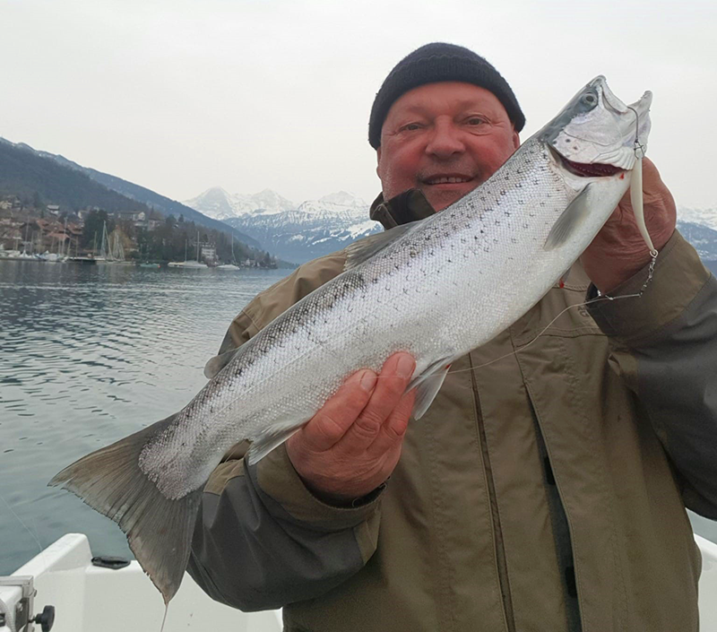 Seeforelle 65cm Thunersee