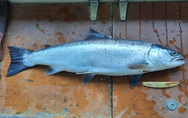 Seeforelle 60cm Zürichsee