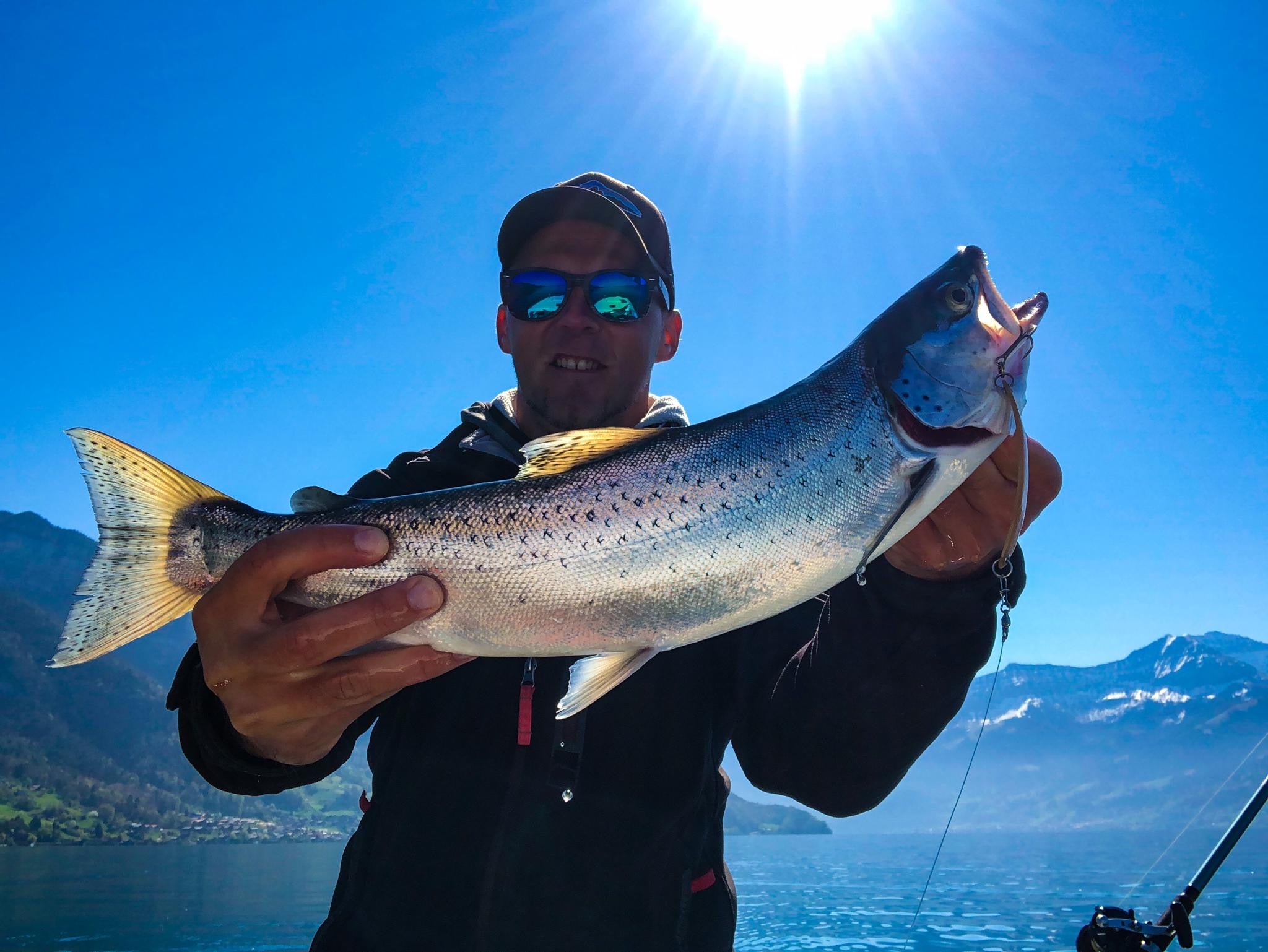 Seeforelle 51cm Thunersee