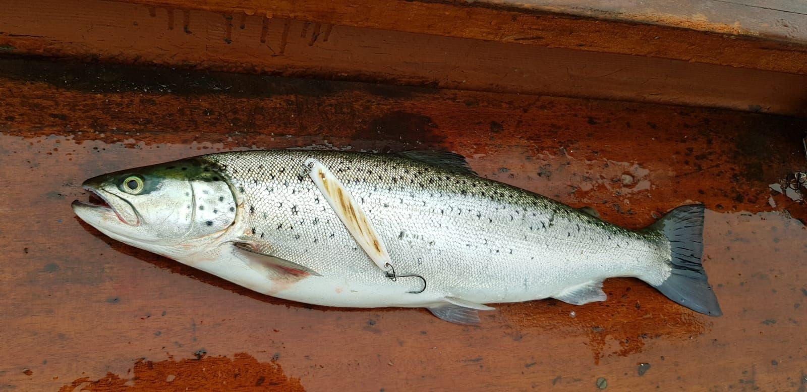 Seeforelle 50cm & Saibling 42cm Luganersee