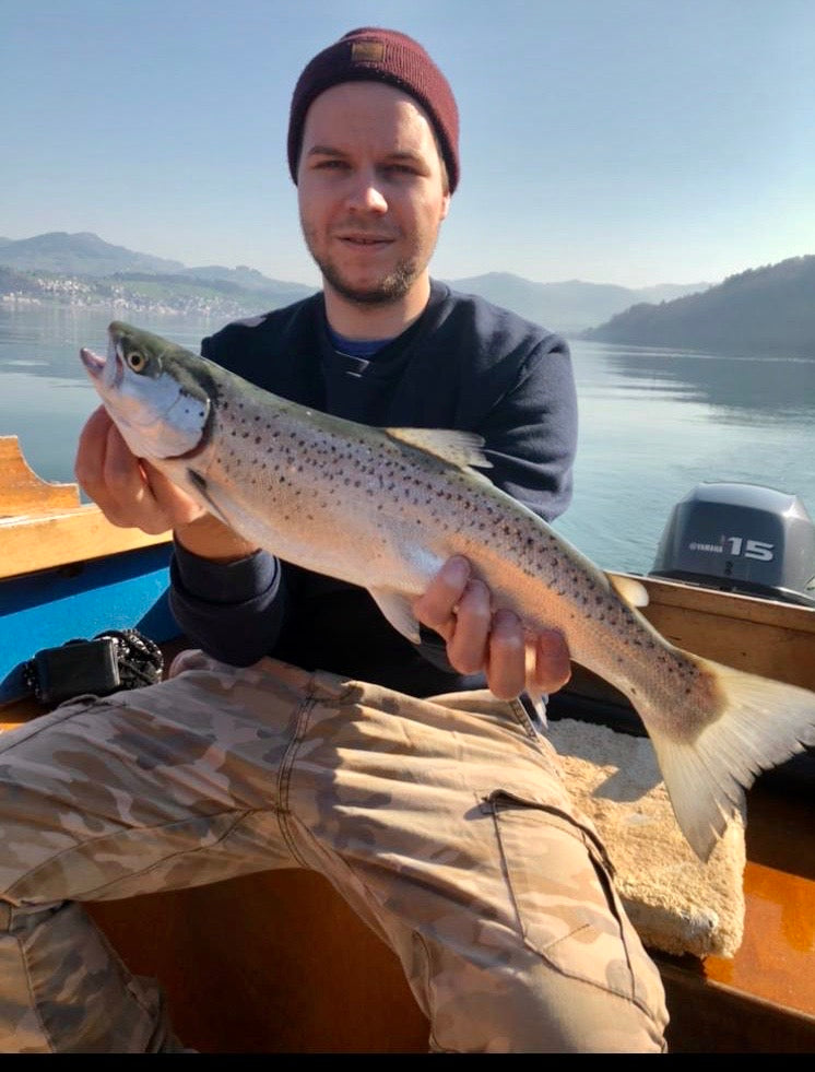 Seeforelle 51cm Zürichsee