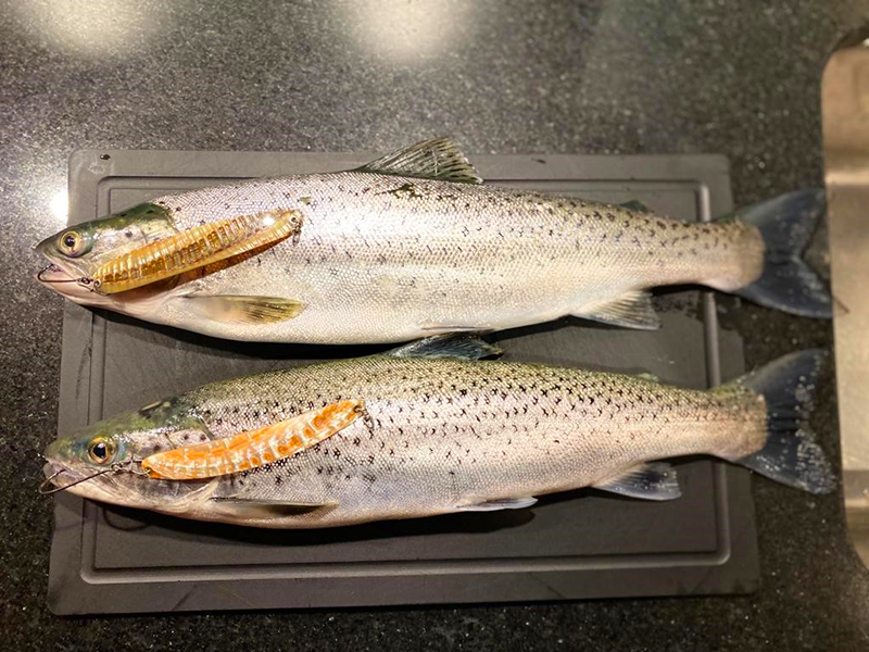 Seeforelle Doublette 47 & 44cm Vierwaldstättersee