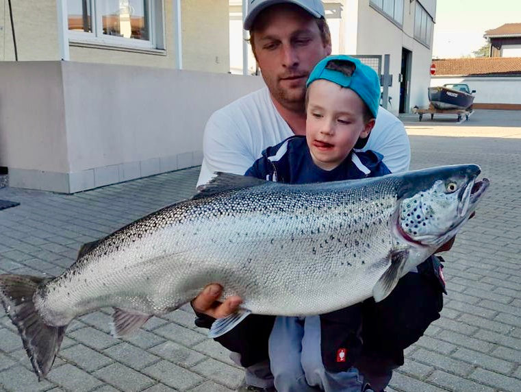 Seeforelle 80cm Bodensee