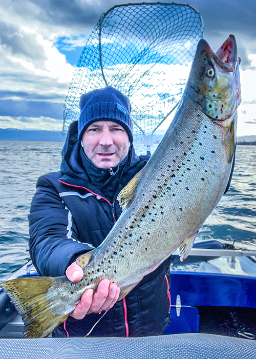 Seeforelle 68cm Bodensee