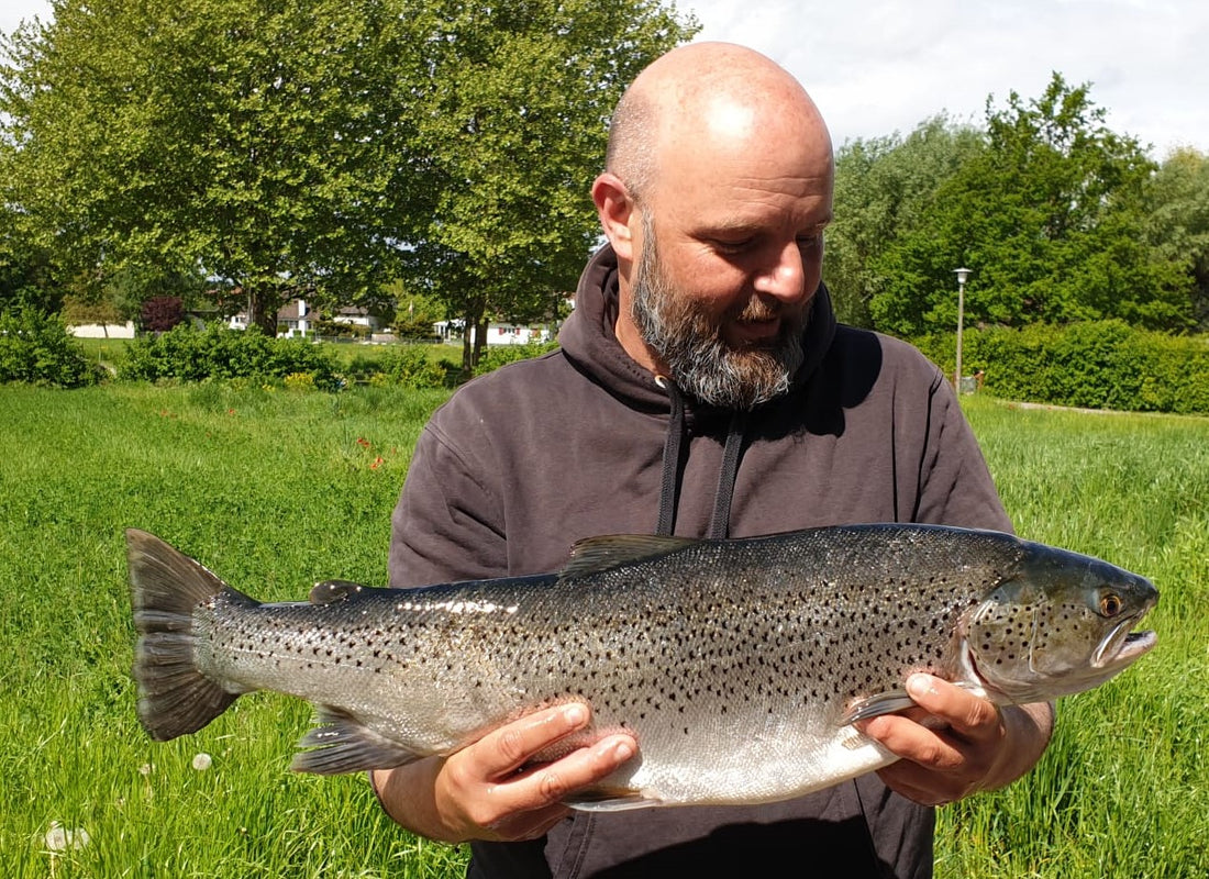 Seeforelle 73cm Bodensee