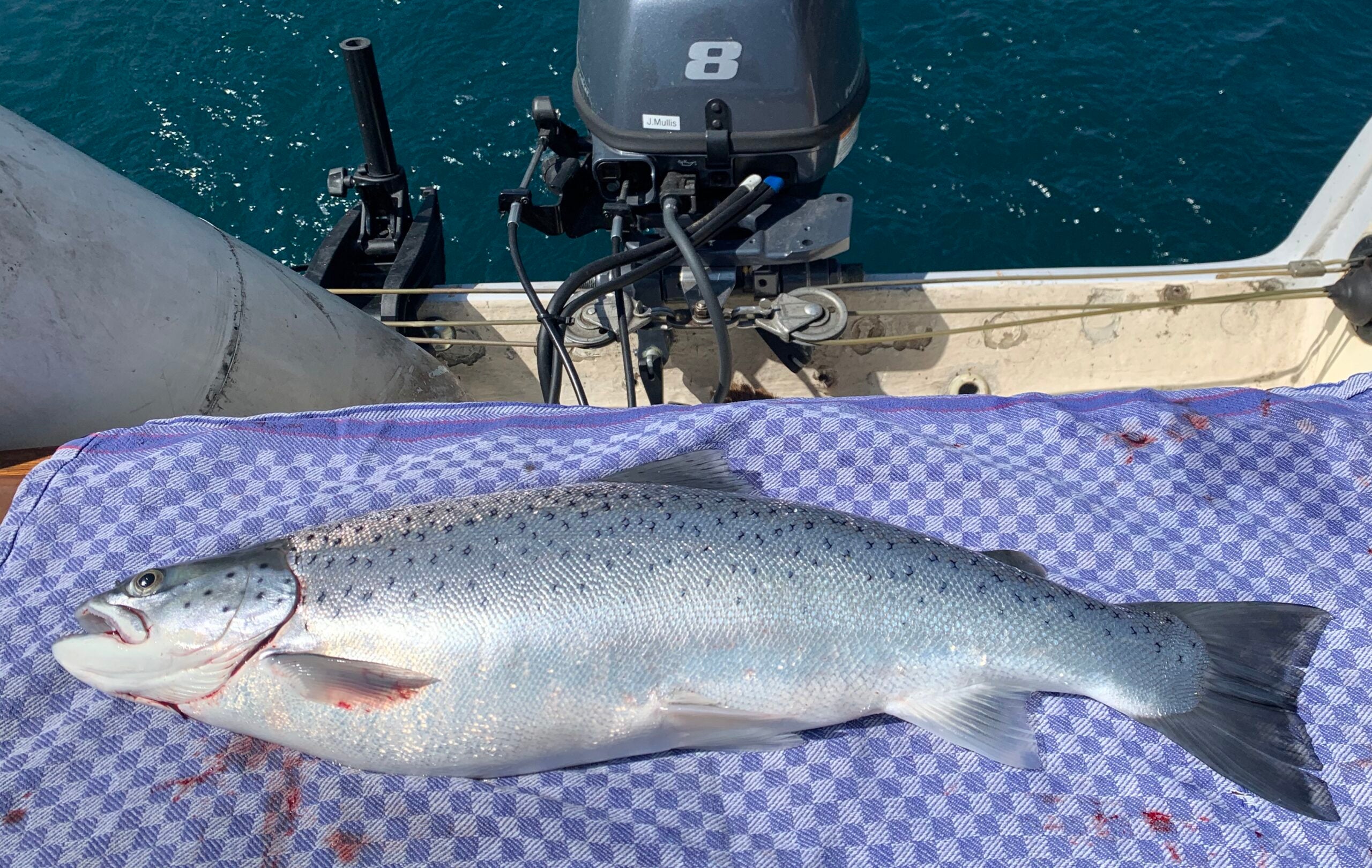 Seeforelle 56cm Walensee