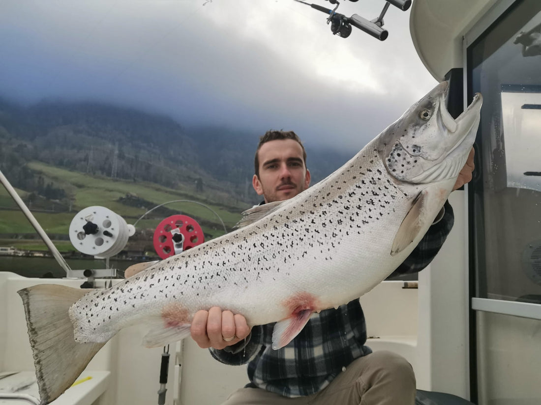 Seeforelle 93cm Zugersee