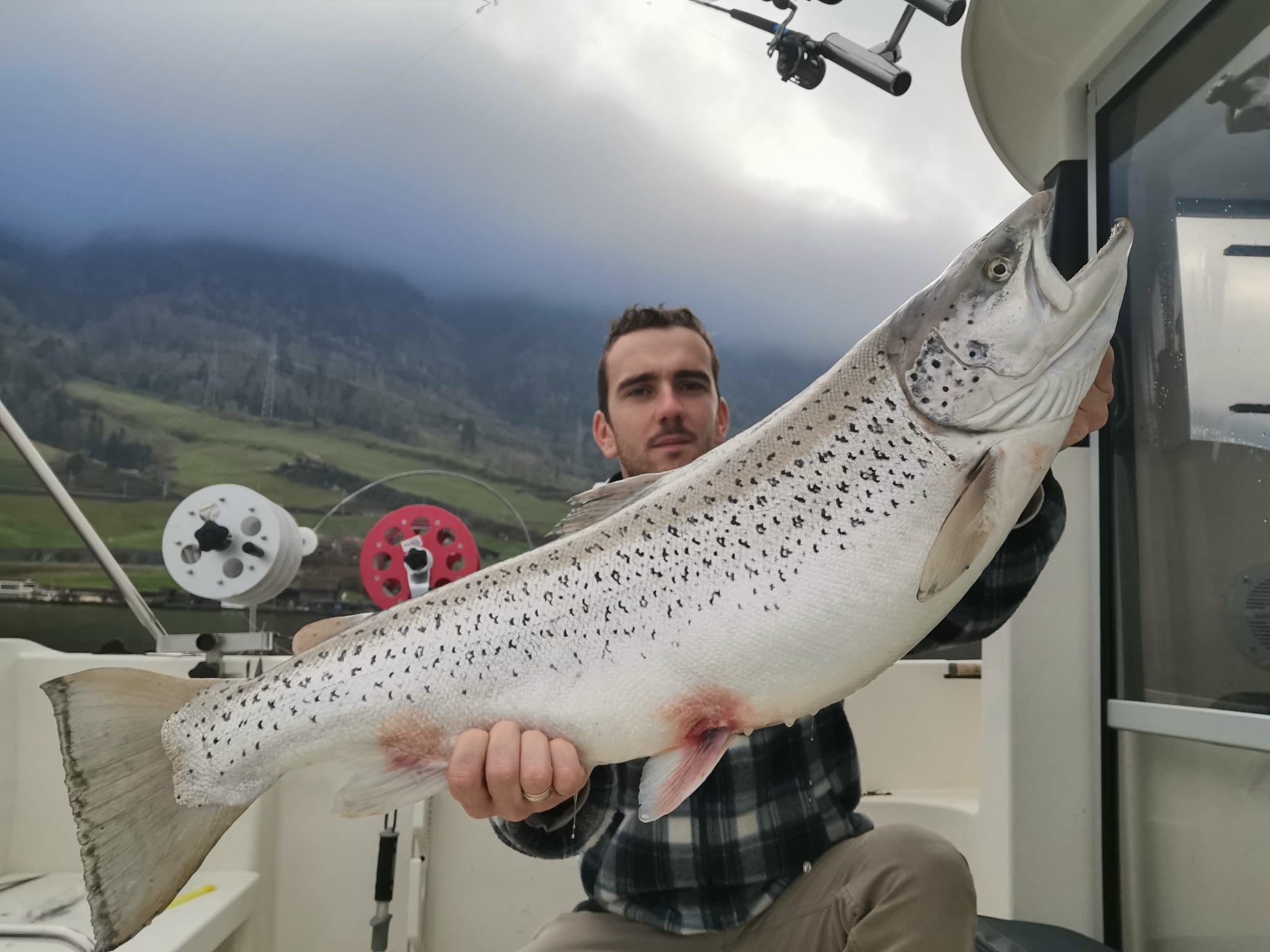 Seeforelle 93cm Zugersee