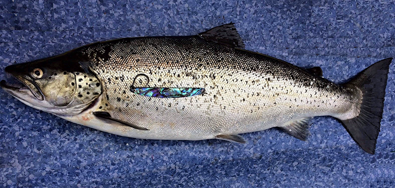 Seeforelle 3,9 kg Lago Maggiore
