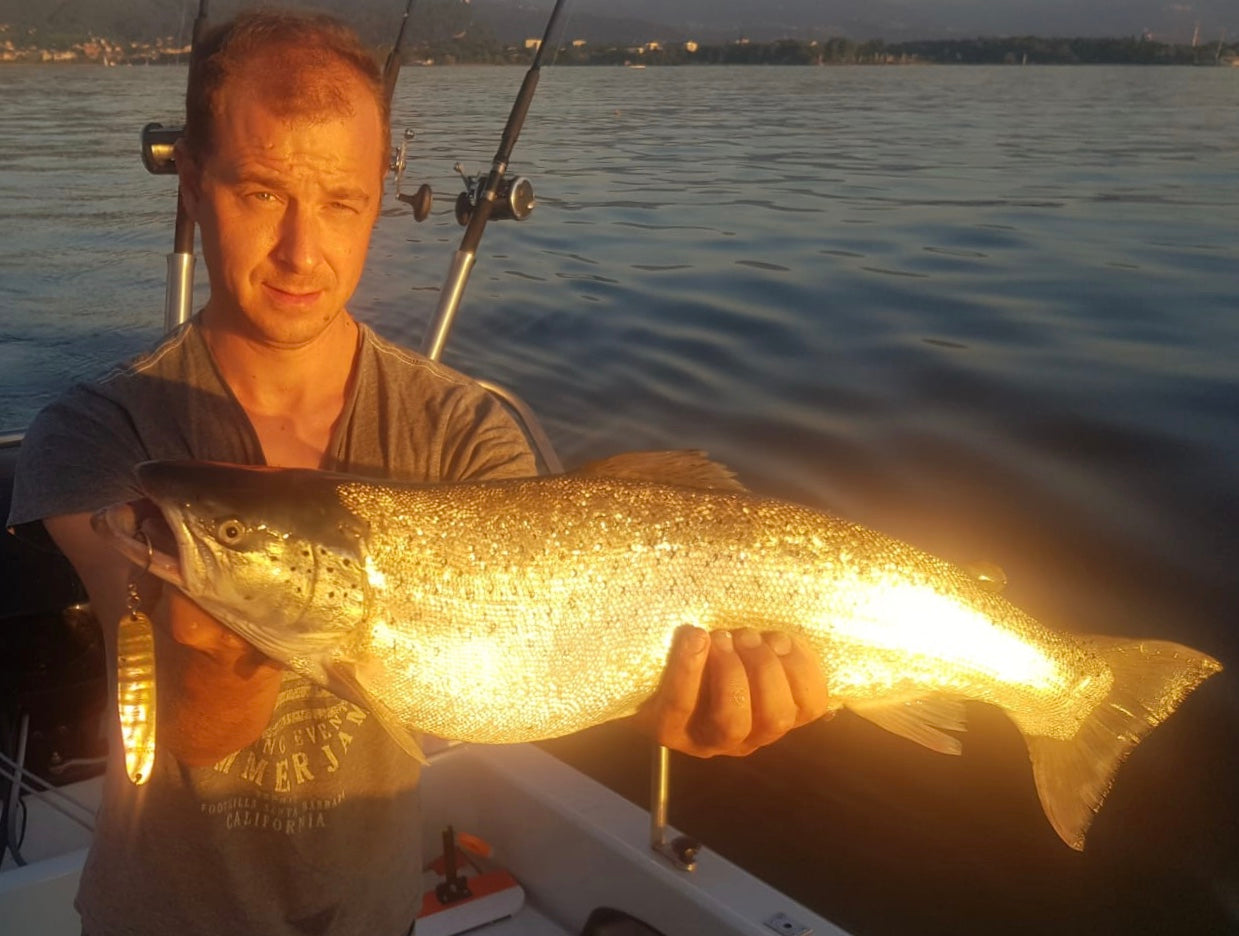 Seeforelle 70cm Bodensee