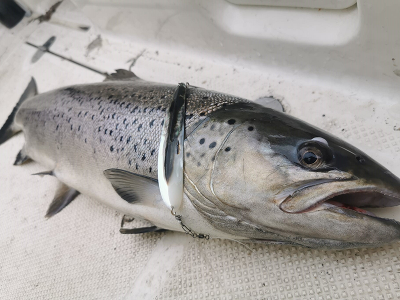 Seeforelle 78cm Zugersee