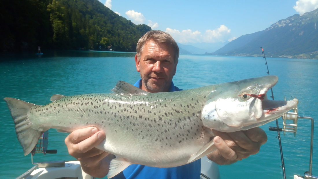 Seeforelle 78cm Brienzersee