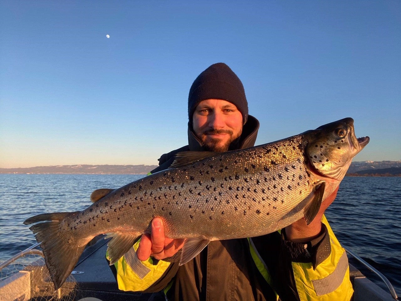 Seeforelle 64cm Bodensee