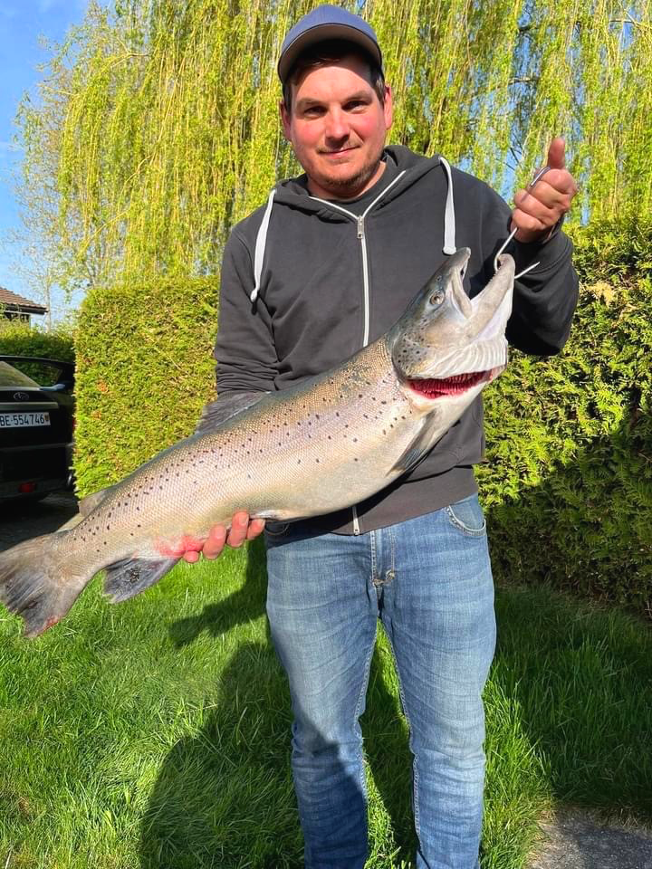 Seeforelle 84cm Murtensee