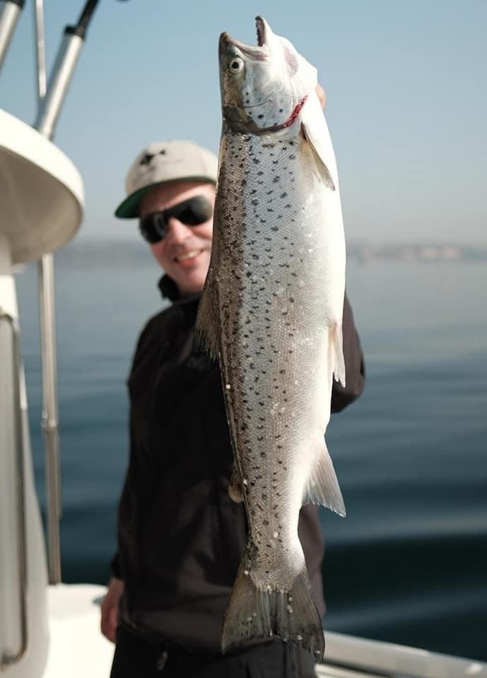 Seeforelle 59cm Bodensee