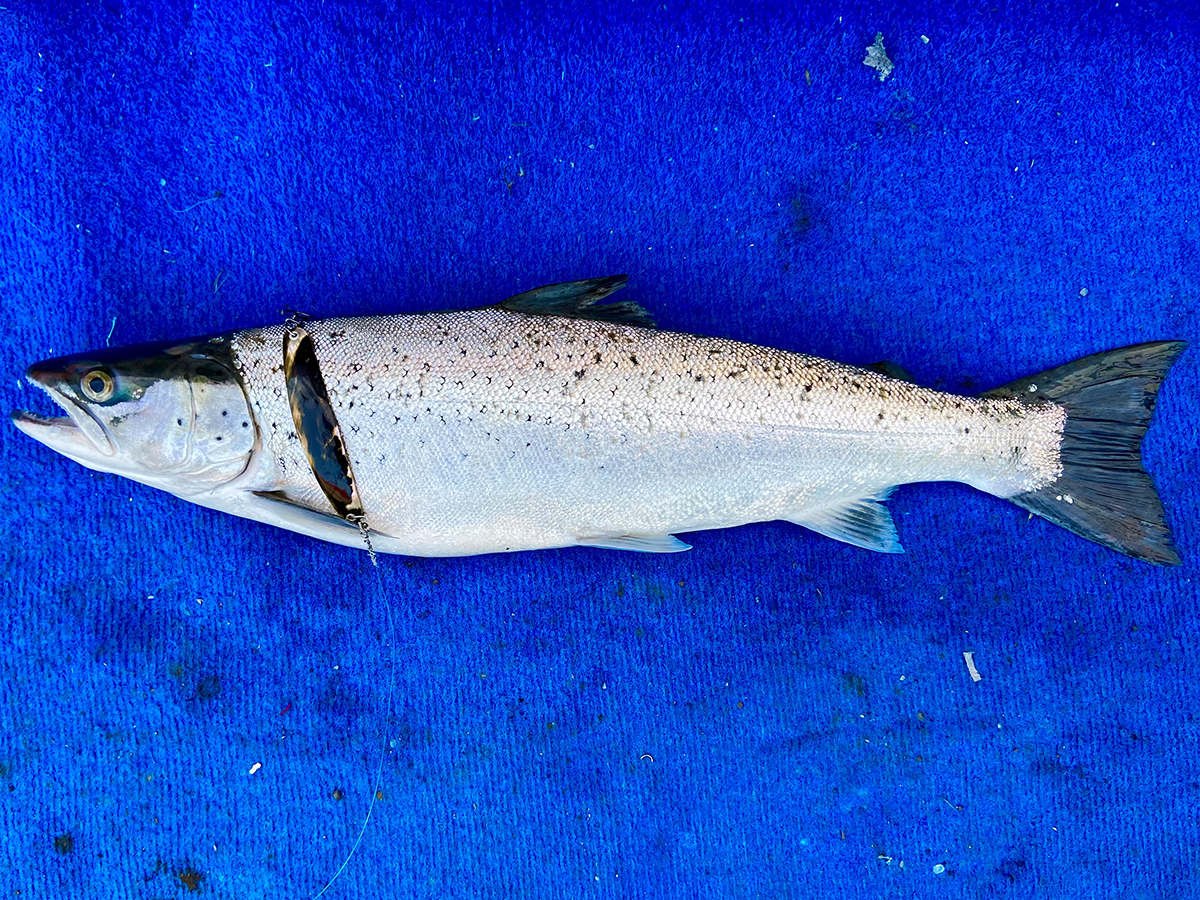 Seeforelle 56cm Zürichsee