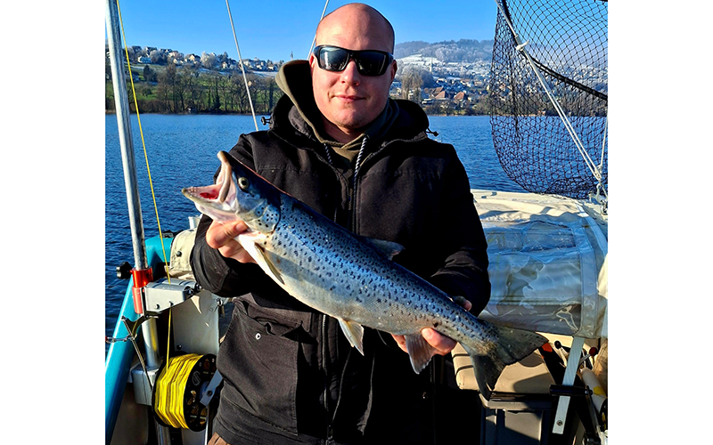 Seeforelle 56cm Hallwilersee