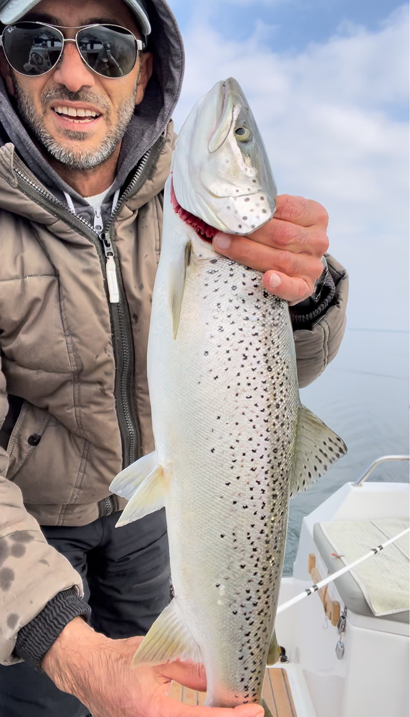 Seeforelle 65cm Zürichsee