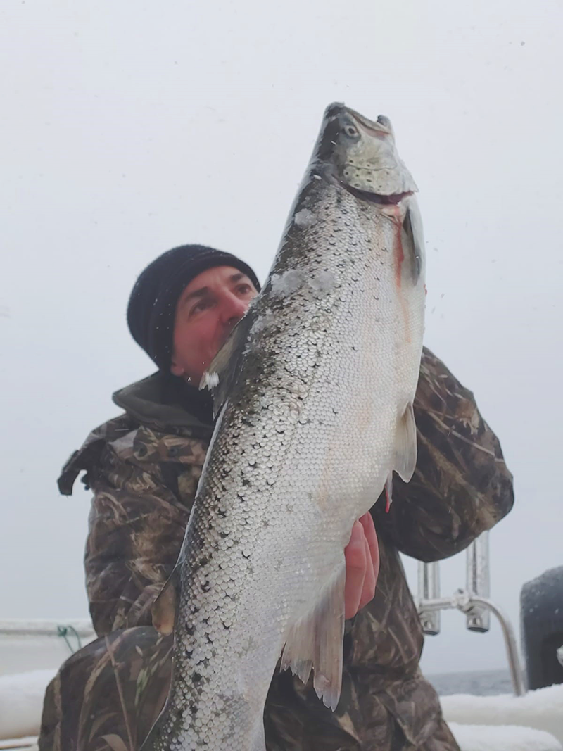 Seeforelle 70cm Bodensee