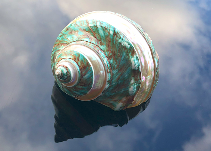 Polierte Turbo Schnecke Burgus in weiss/grün 10cm