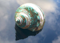 Polierte Turbo Schnecke Burgus in weiss/grün 10cm