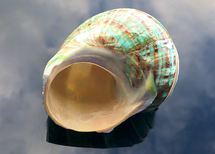 Polierte Turbo Schnecke Burgus in weiss/grün 10cm
