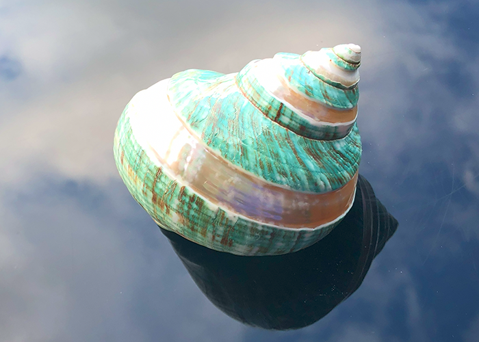 Polierte Turbo Schnecke Burgus in weiss/grün 7,5cm