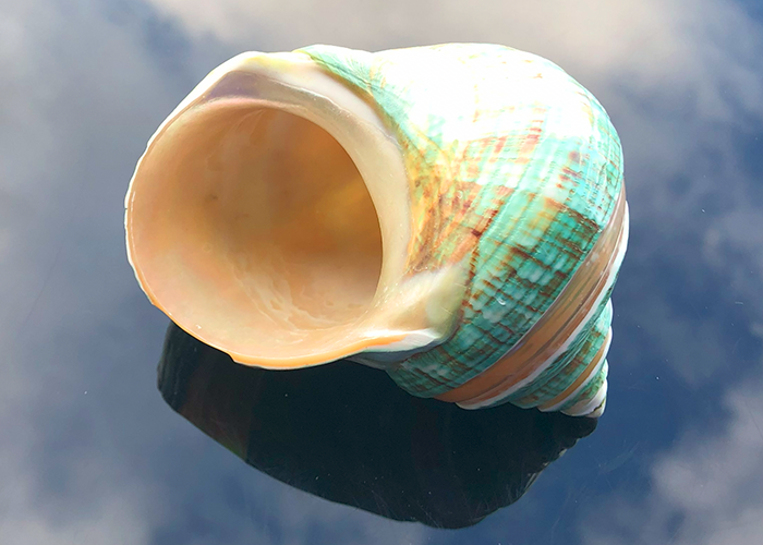 Polierte Turbo Schnecke Burgus in weiss/grün 7,5cm