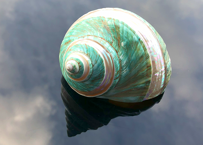 Polierte Turbo Schnecke Burgus in weiss/grün 7,5cm
