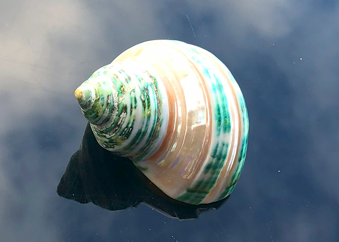 Polierte Turbo Schnecke Burgus in weiss/grün 5cm 2 Band