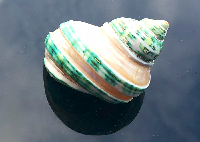Polierte Turbo Schnecke Burgus in weiss/grün 5cm 2 Band